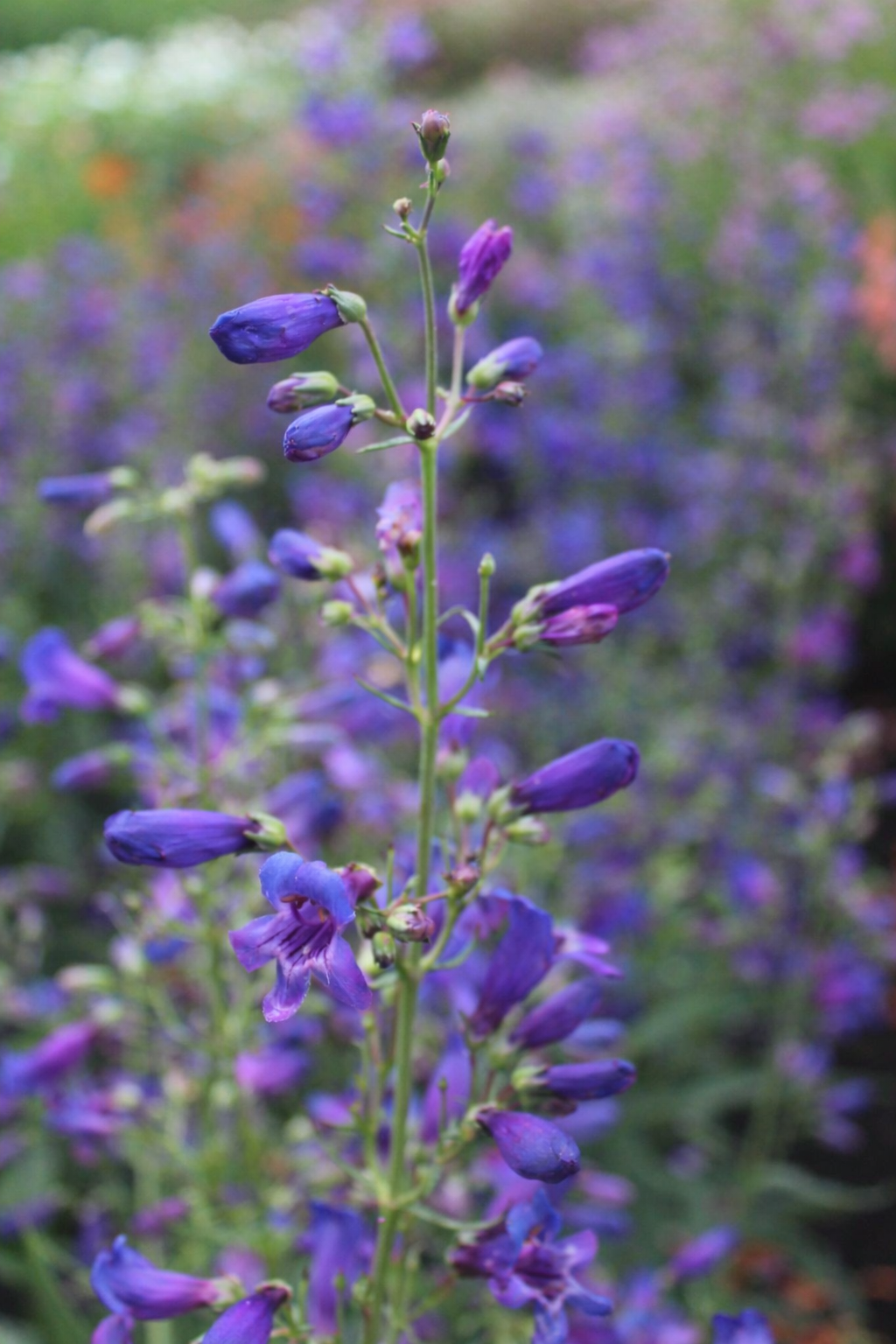 Penstemon barbatus Twizzle Blue | Beard-Tongue therapyofflowers.com