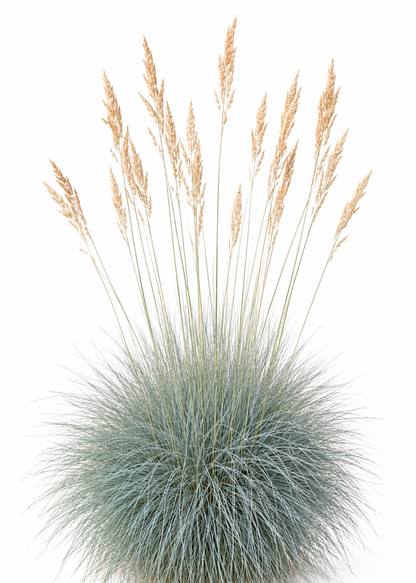 Festuca glauca Freddy | Blue Fescue Grass therapyofflowers.com