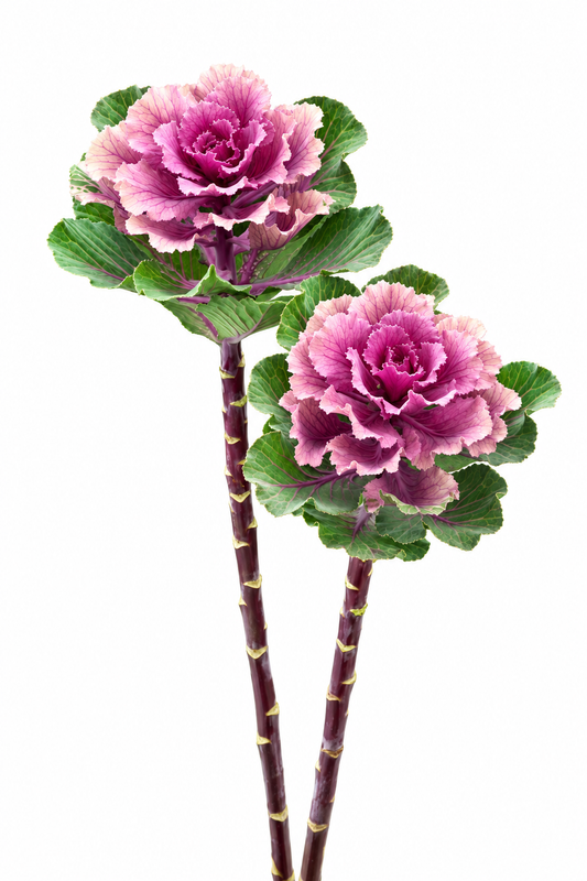 Brassica oleracea Flare™ Rose F1 | Flowering Kale
