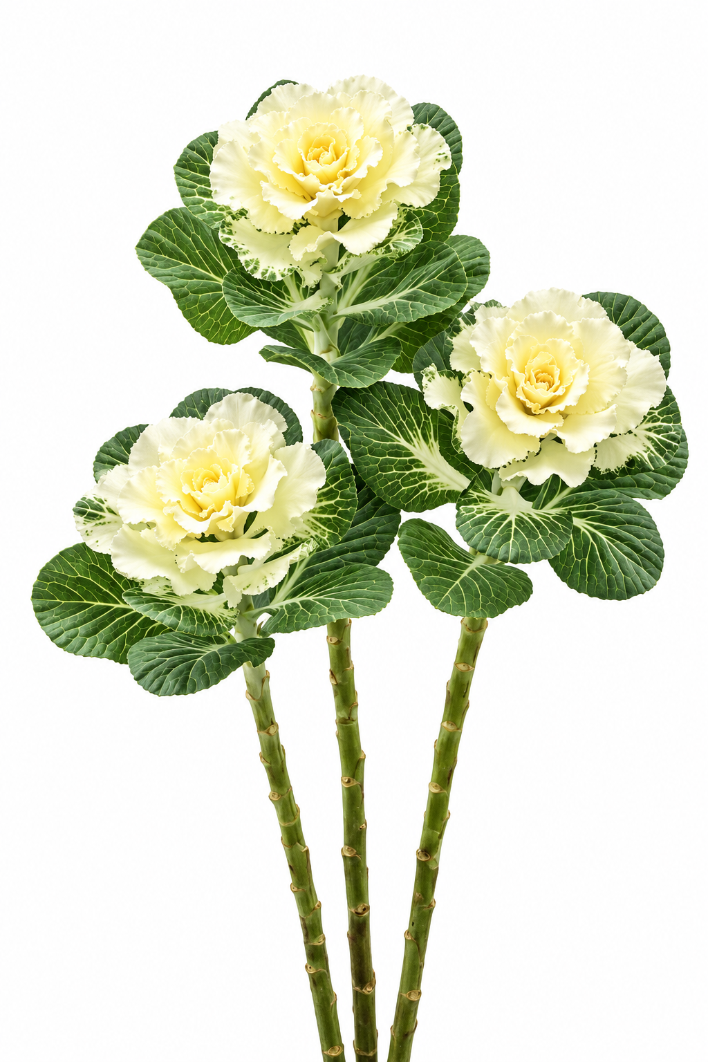 Декоративная капуста Flare™ White F1 | Brassica oleracea