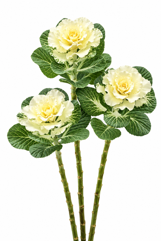 Декоративная капуста Flare™ White F1 | Brassica oleracea