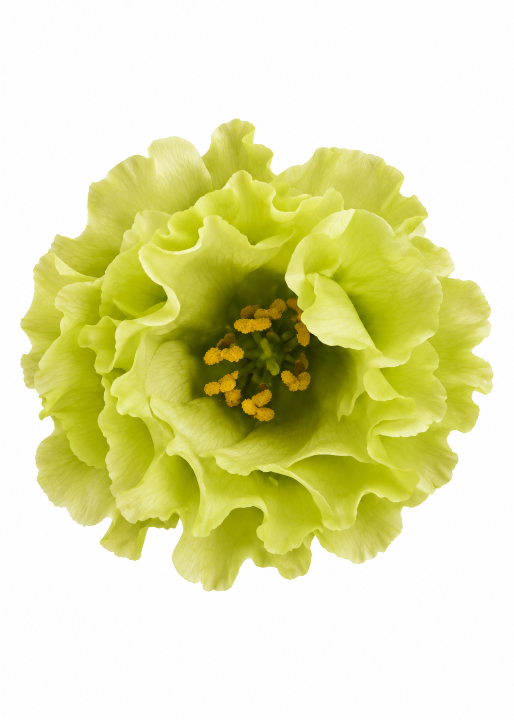 Schönkelch Rosanne Bright Green F1 | Eustoma grandiflorum | Gruppe 2