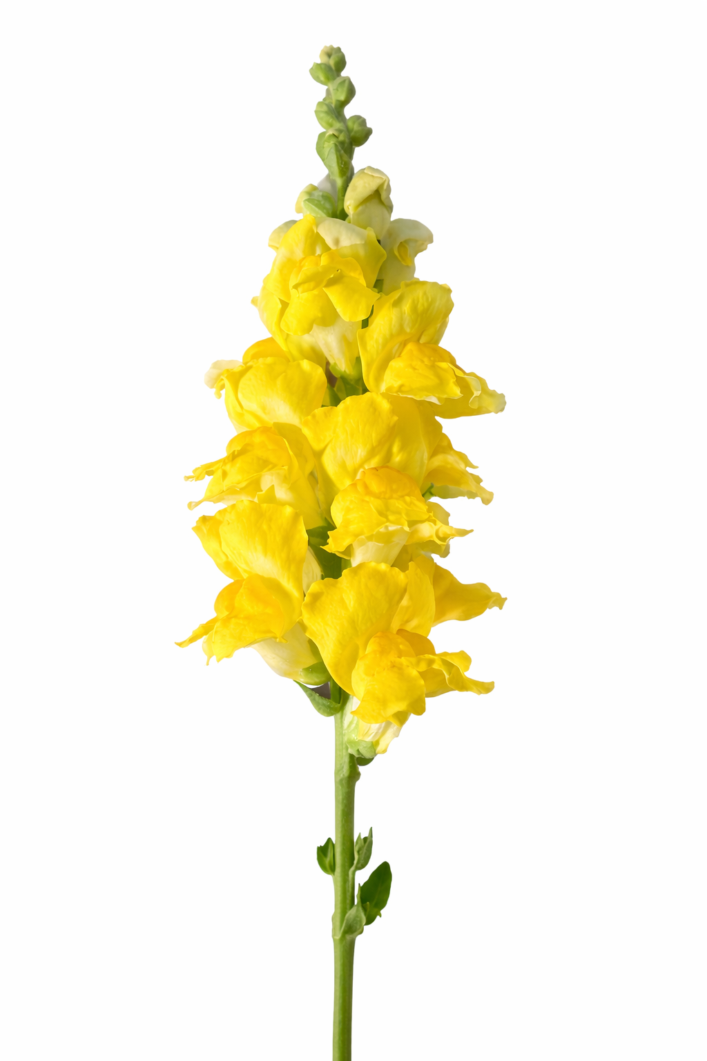 Snapdragon Legend™ Yellow F1 | Group 1 | Antirrhinum majus therapyofflowers.com