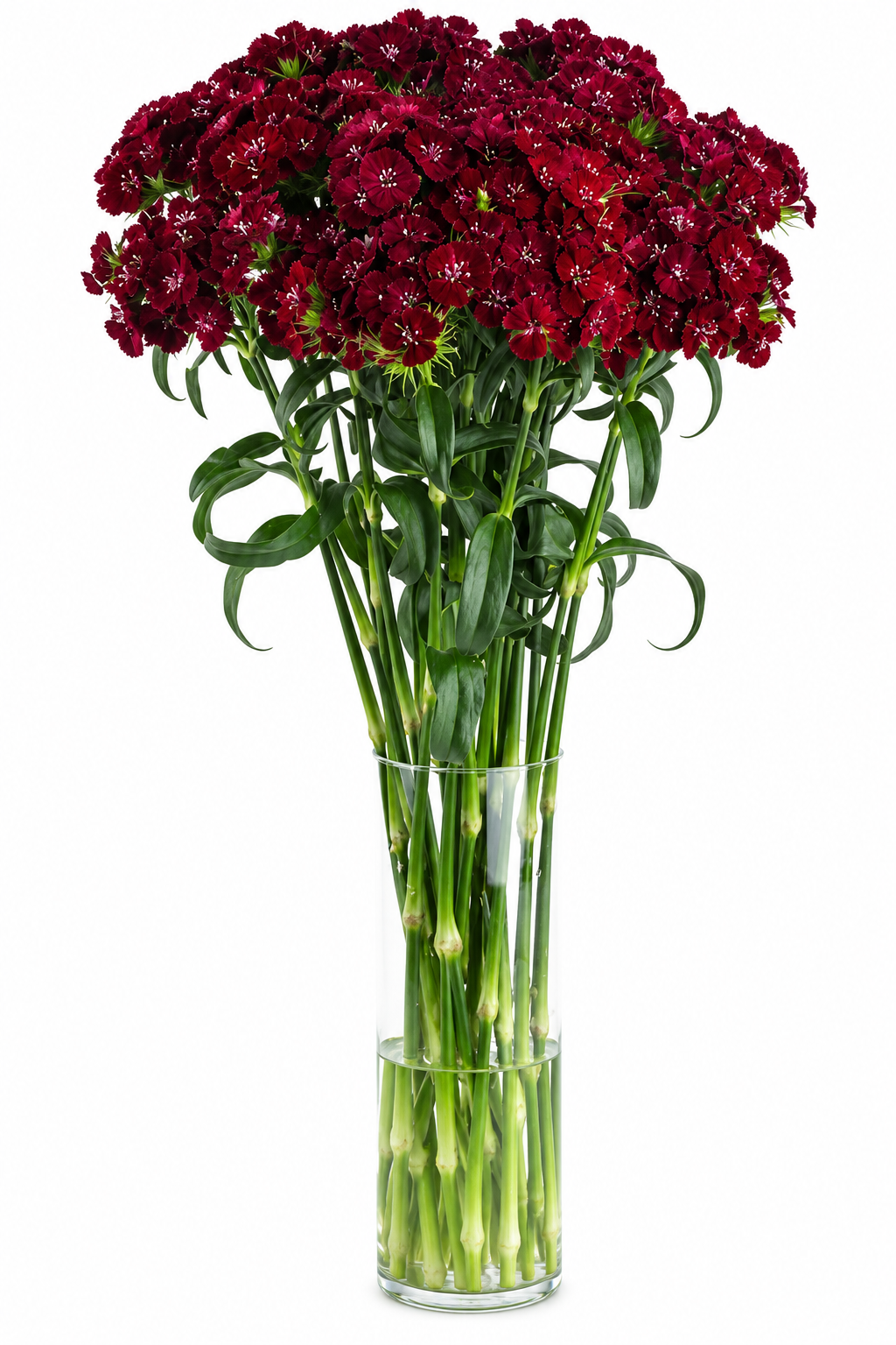 Dianthus barbatus Sweet™ Black Cherry F1 | Sweet William | Pelleted therapyofflowers.com