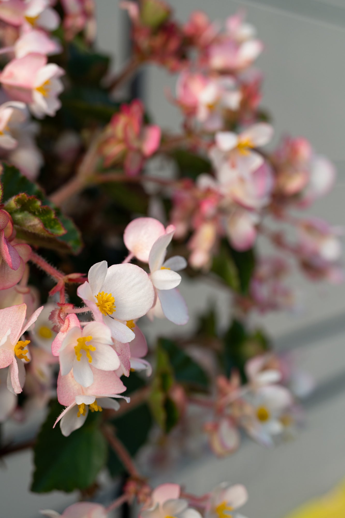Begonia x hybrida Wookie White F1 | Hybrid Begonia | For Premium Baskets therapyofflowers.com