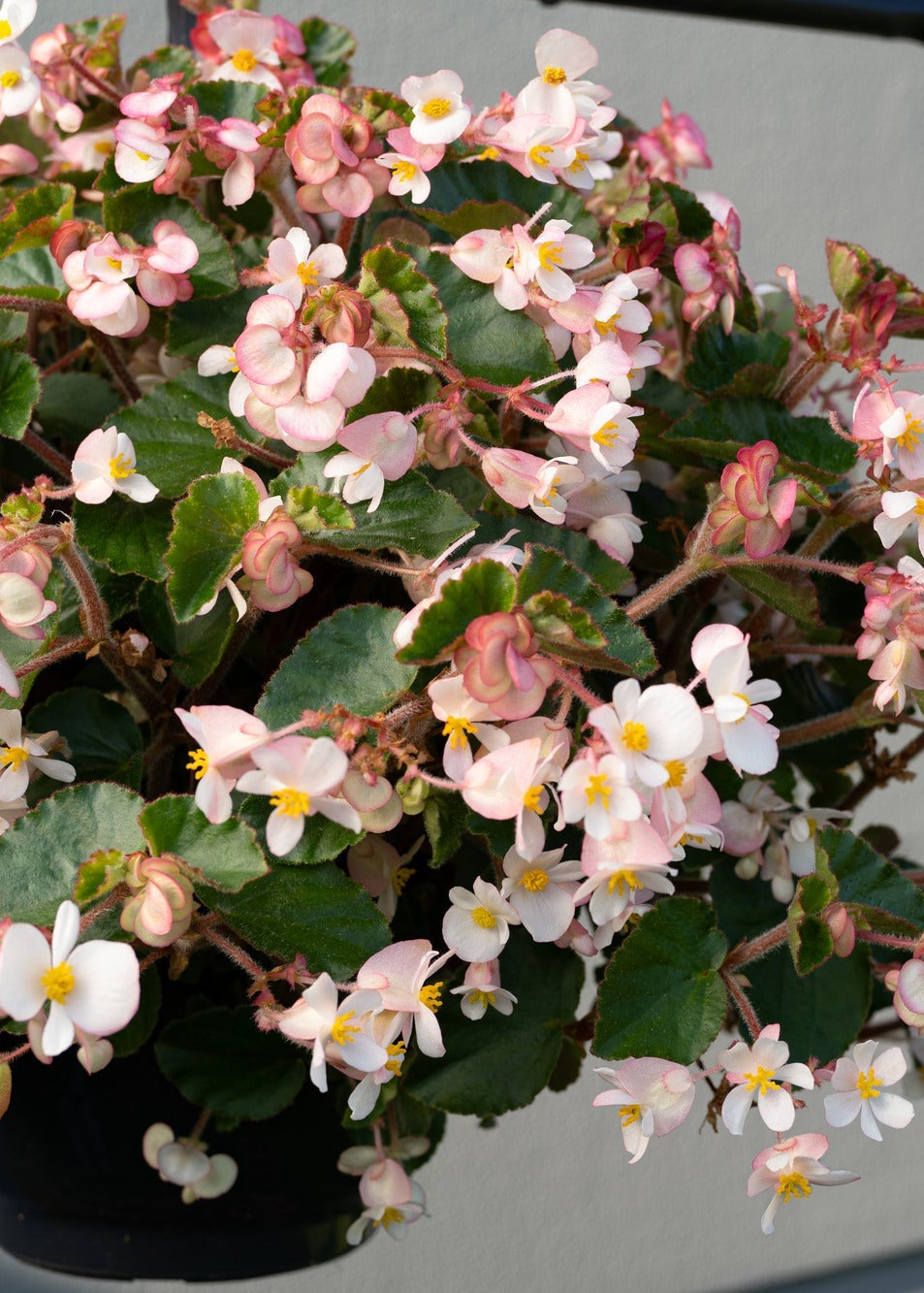 Begonia x hybrida Wookie White F1 | Hybrid Begonia | For Premium Baskets therapyofflowers.com