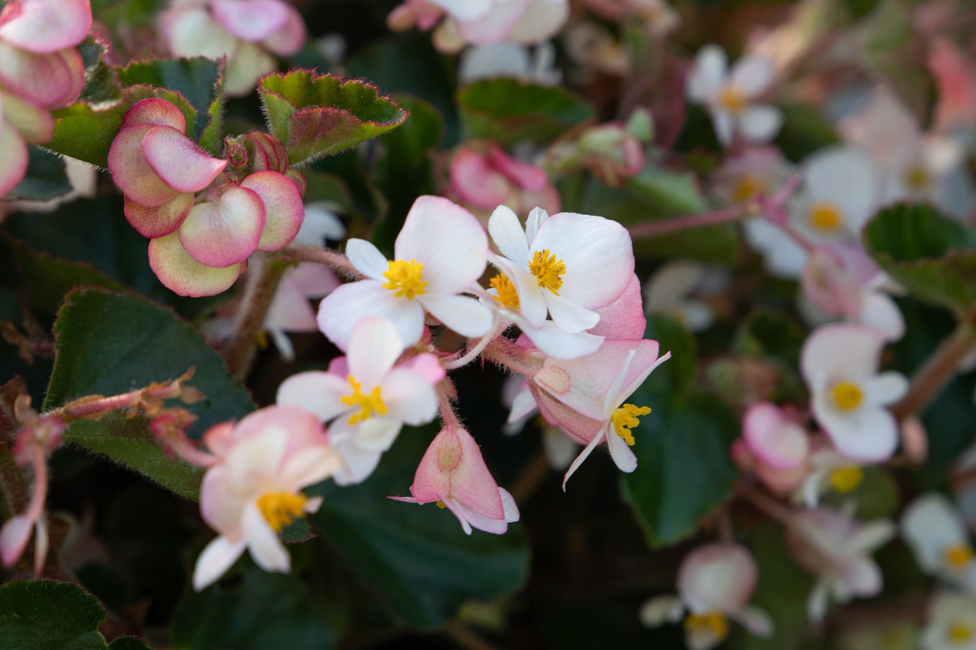 Begonia x hybrida Wookie White F1 | Hybrid Begonia | For Premium Baskets therapyofflowers.com