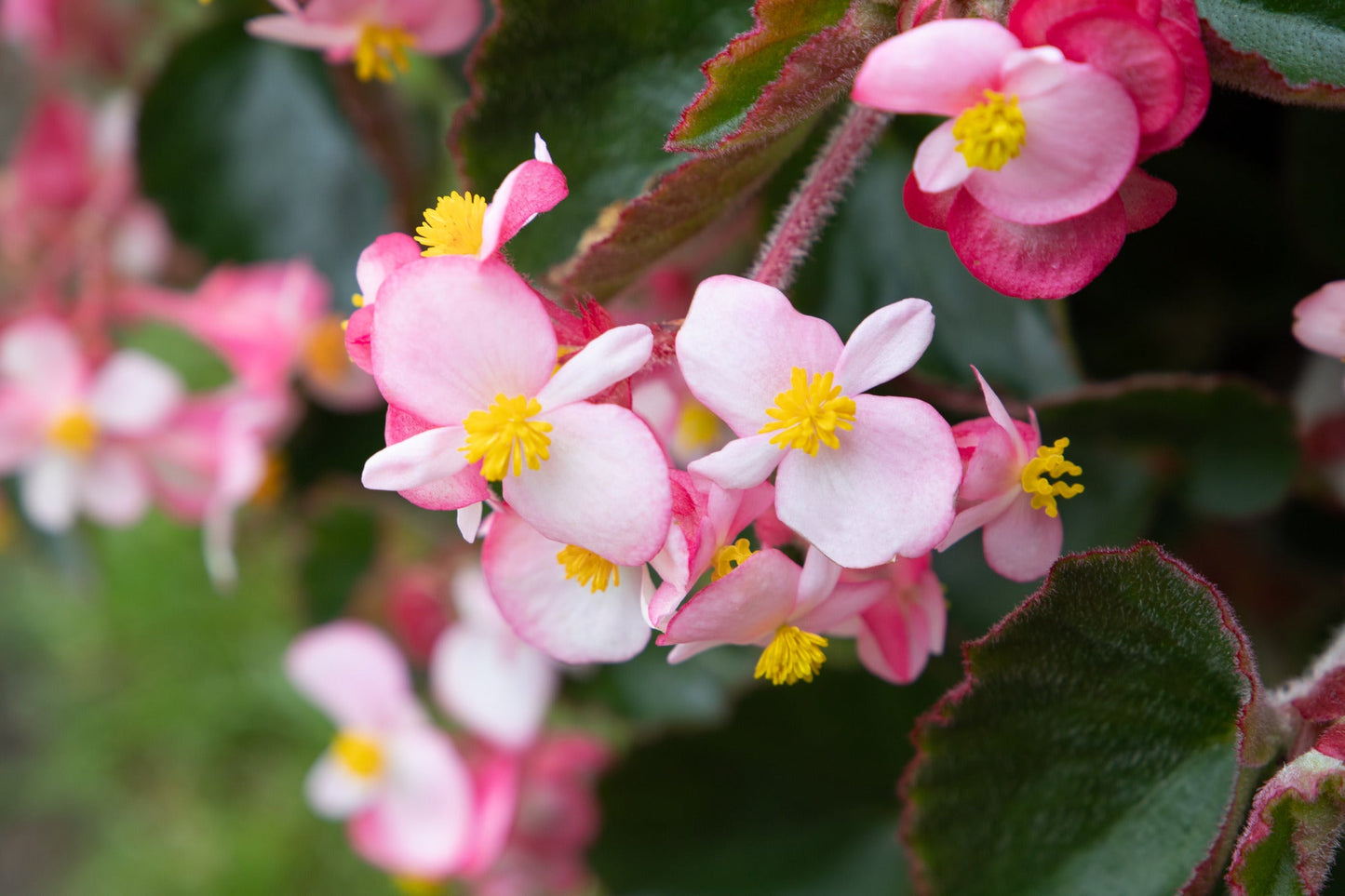 Begonia x hybrida Wookie Pink Splash F1 | Hybrid Begonia | For Premium Baskets therapyofflowers.com