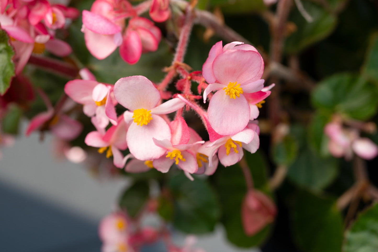 Begonia x hybrida Wookie Pink Splash F1 | Hybrid Begonia | For Premium Baskets therapyofflowers.com
