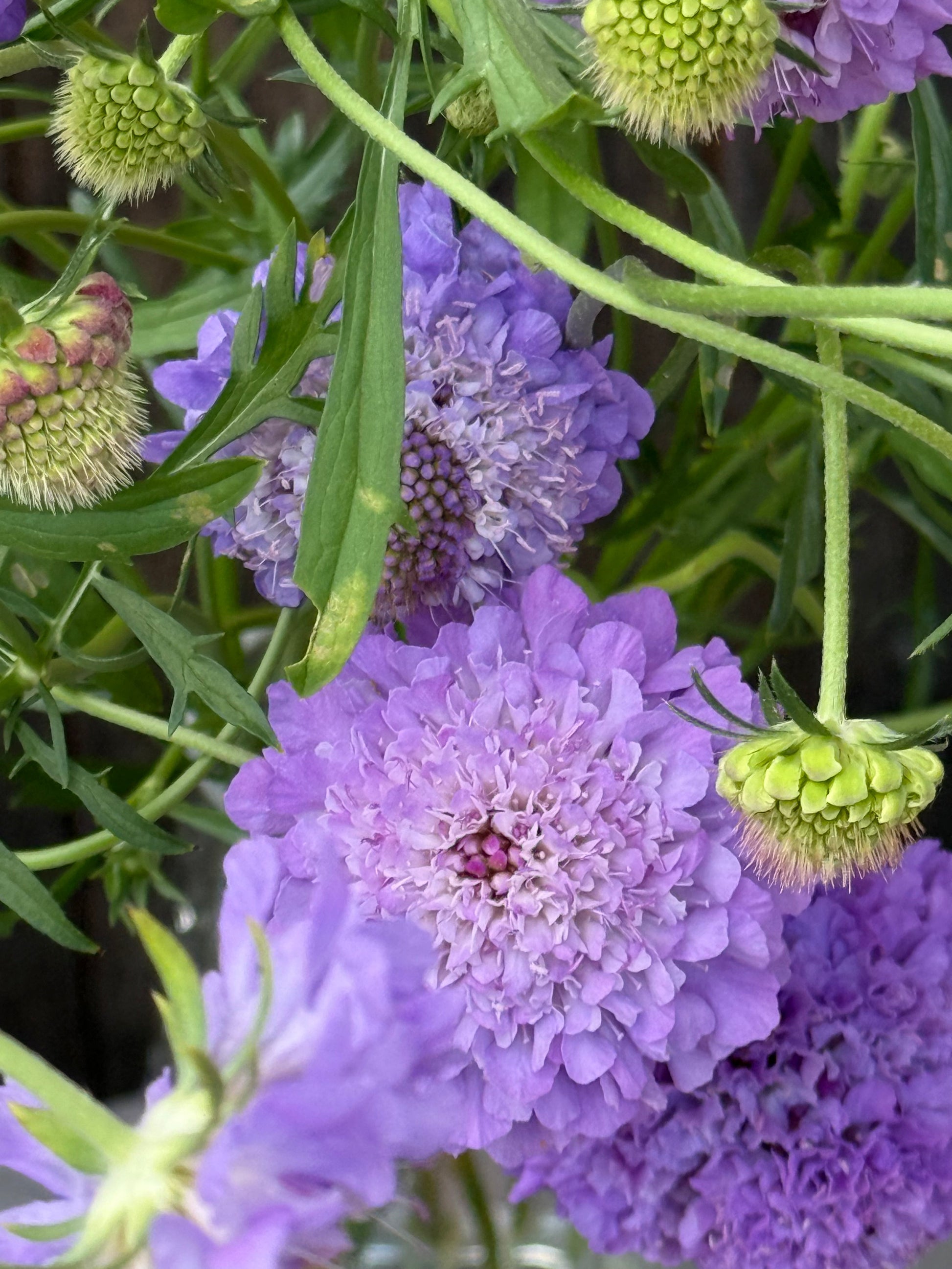 Scabiosa atropurpurea Oxford Blue | Sweet Scabious | Pincushion Flower therapyofflowers.com