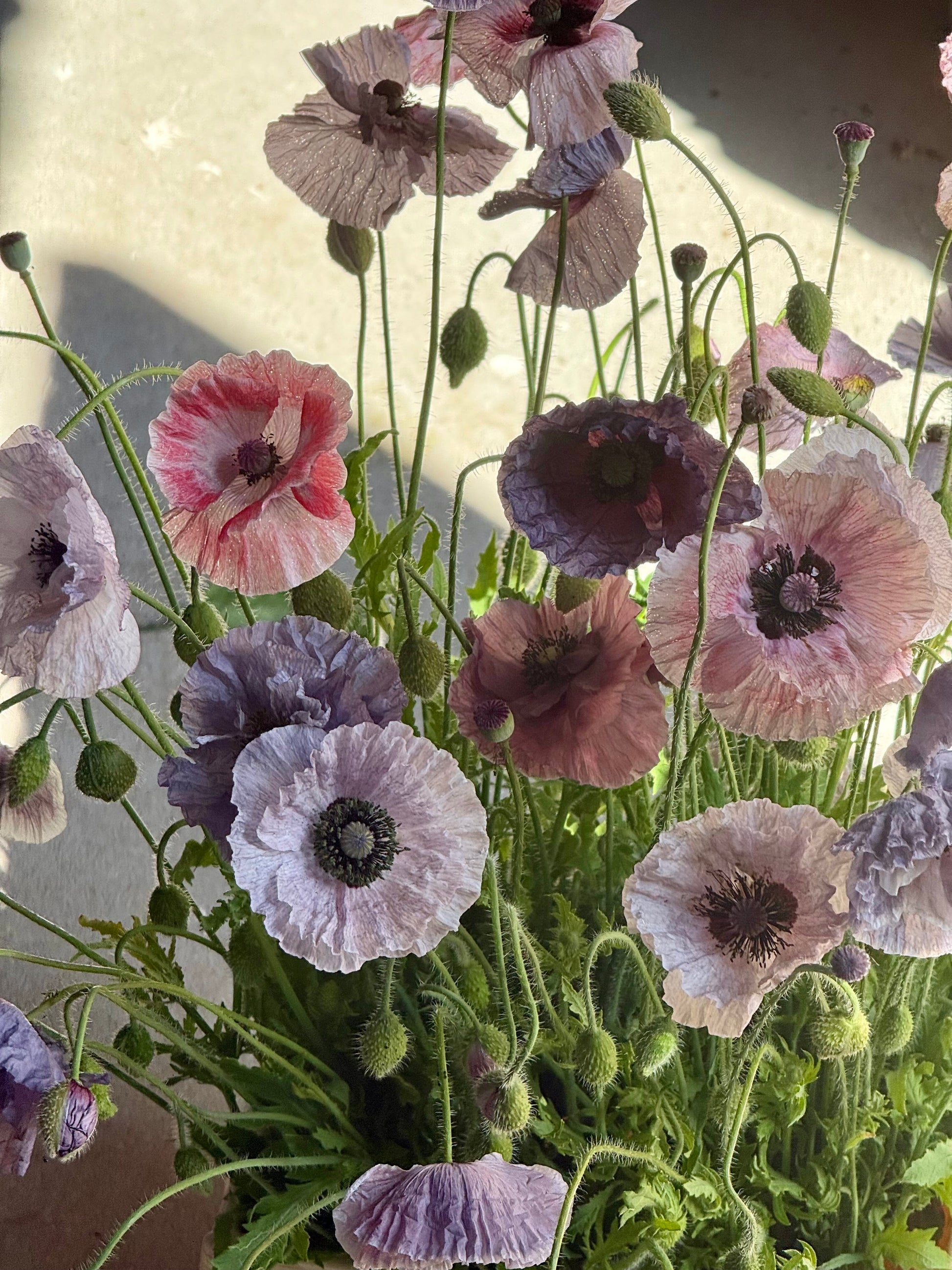 Papaver rhoeas Amazing Grey | Corn Poppy therapyofflowers.com