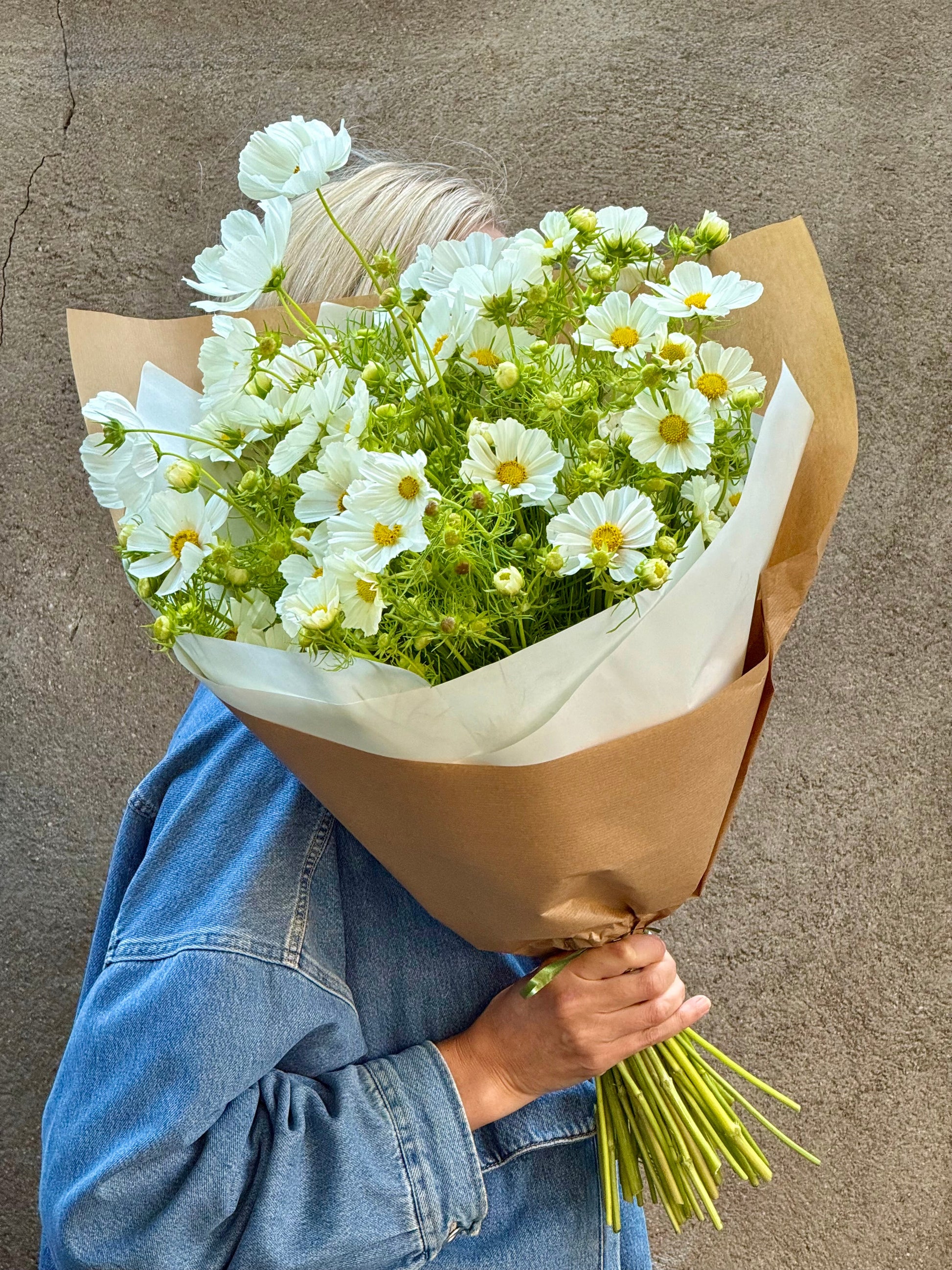 Cosmos bipinnatus Versailles White | Cut flower Cosmos therapyofflowers.com