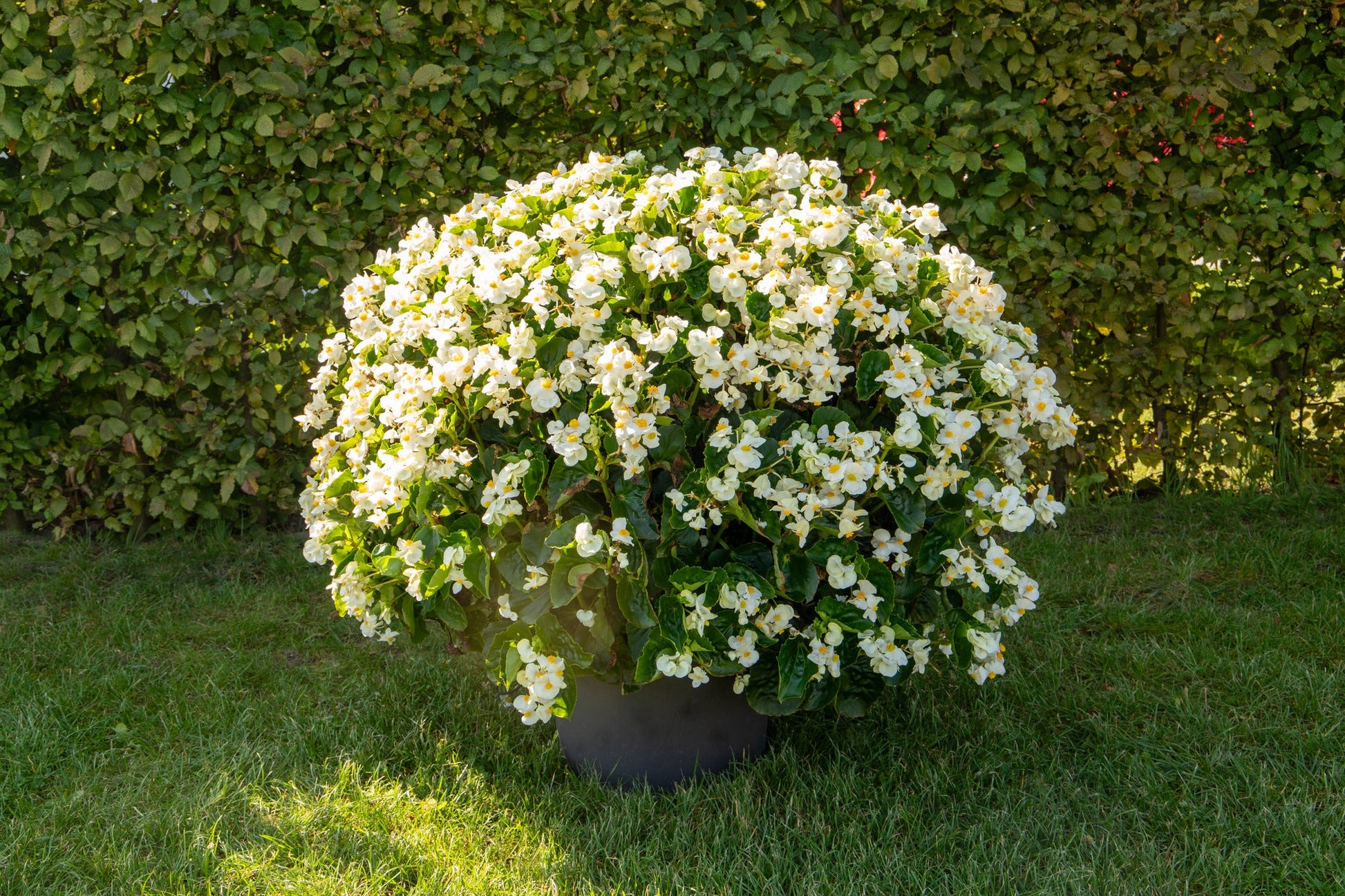 Begonia x benariensis BIG® White Green Leaf F1 | Hybrid Begonia therapyofflowers.com