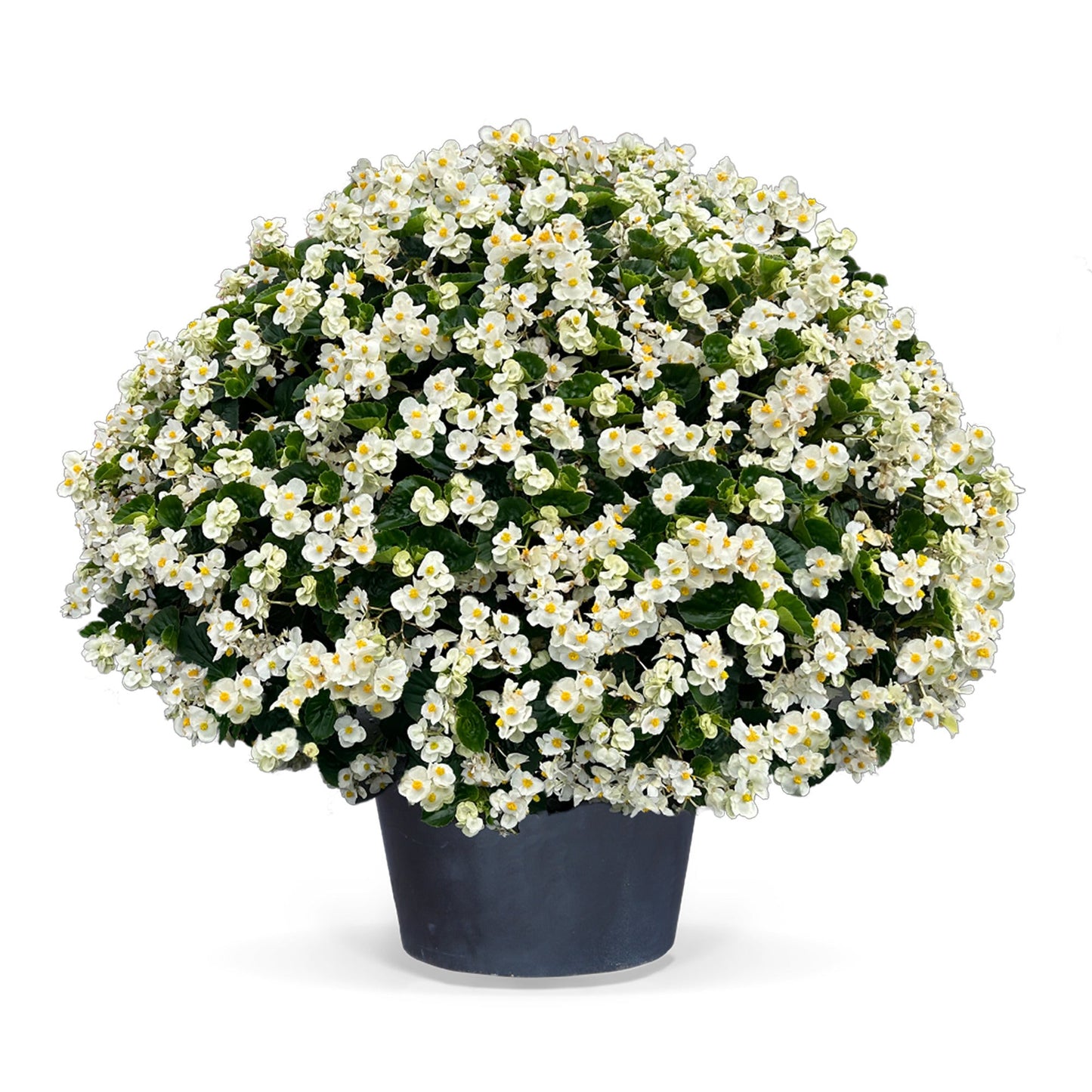 Begonia x benariensis BIG® White Green Leaf F1 | Hybrid Begonia therapyofflowers.com