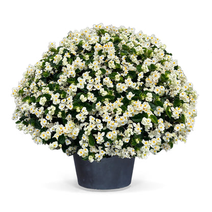 Begonia x benariensis BIG® White Green Leaf F1 | Hybrid Begonia therapyofflowers.com