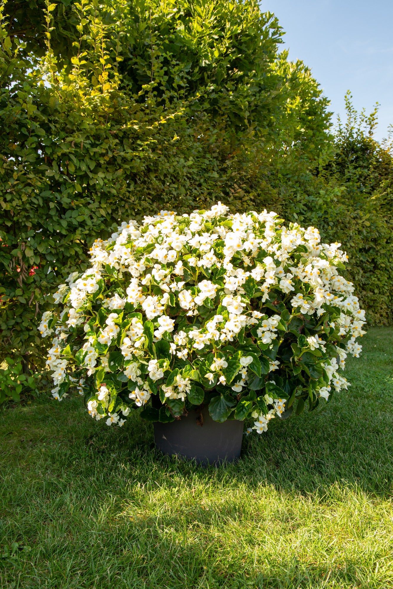 Begonia x benariensis BIG® White Green Leaf F1 | Hybrid Begonia therapyofflowers.com