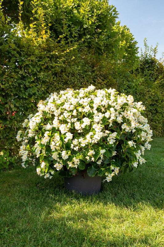 Begonia x benariensis BIG® White Green Leaf F1 | Hybrid Begonia therapyofflowers.com