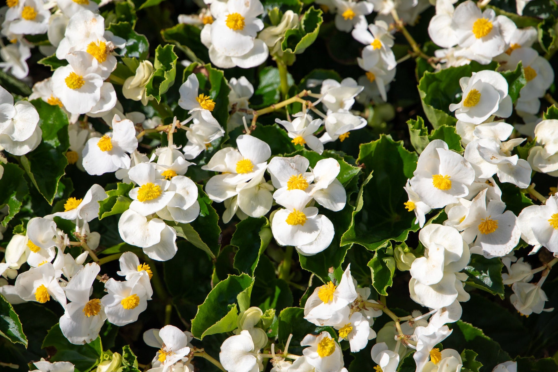 Begonia x benariensis BIG® White Green Leaf F1 | Hybrid Begonia therapyofflowers.com