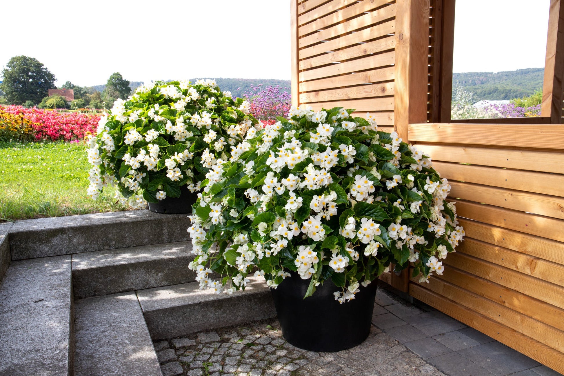 Begonia x benariensis BIG® White Green Leaf F1 | Hybrid Begonia therapyofflowers.com