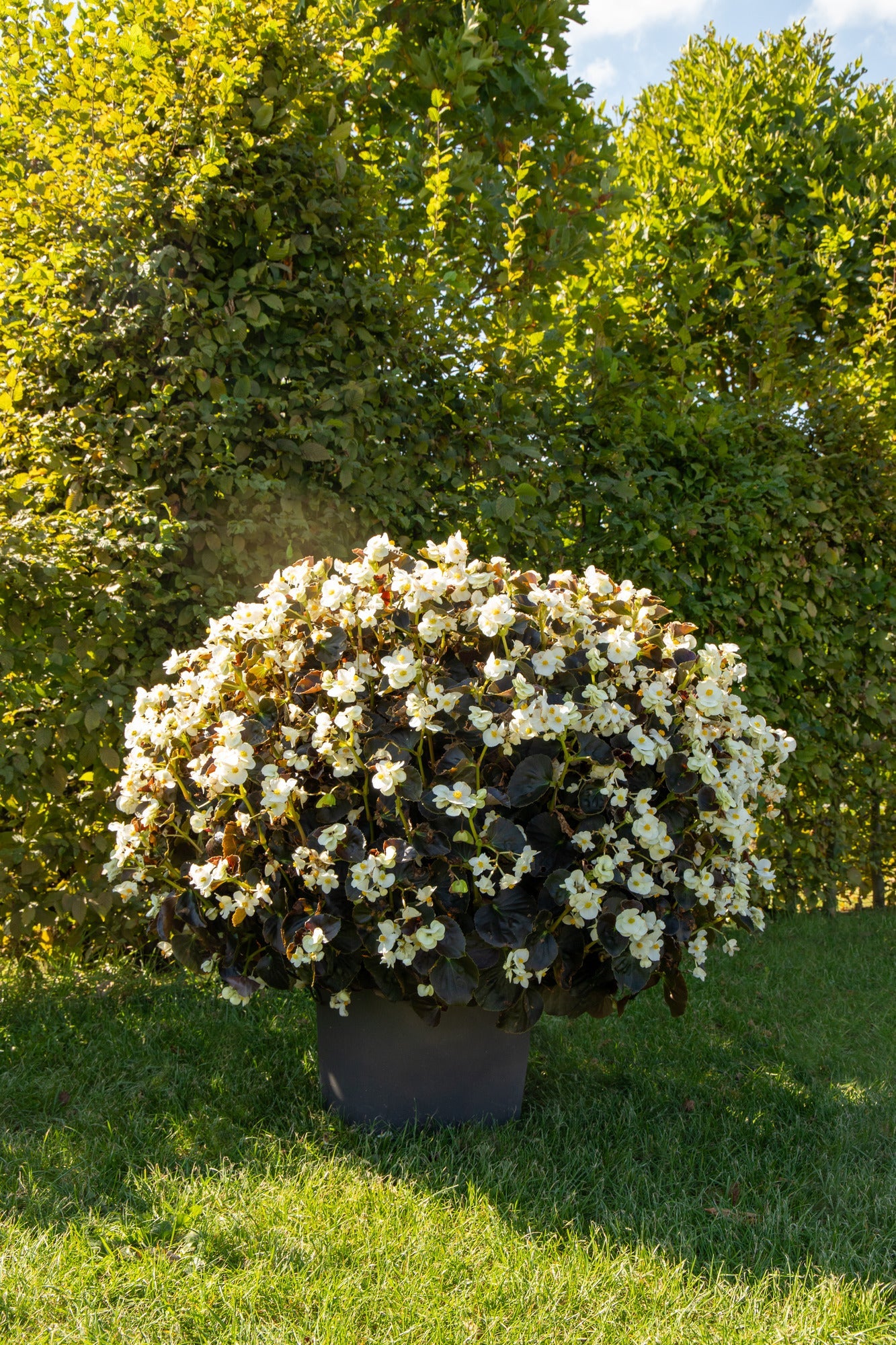 Begonia x benariensis BIG® White Bronze Leaf | Hybrid Begonia therapyofflowers.com