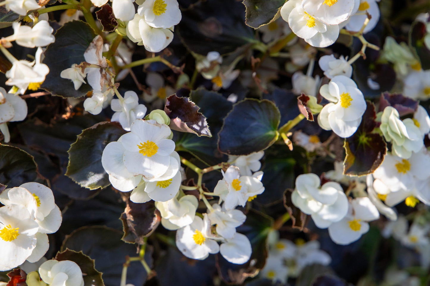 Begonia x benariensis BIG® White Bronze Leaf | Hybrid Begonia therapyofflowers.com