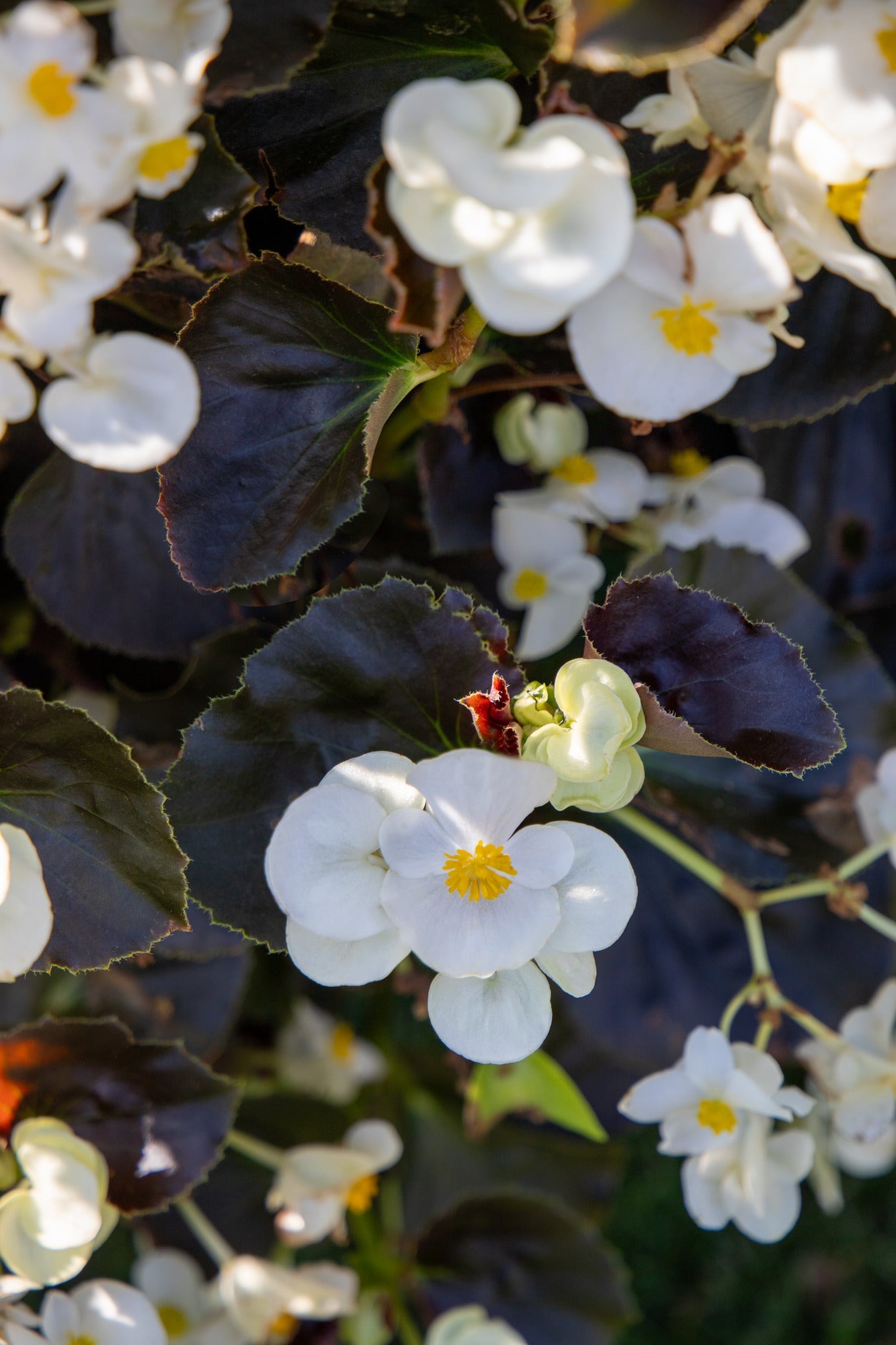 Begonia x benariensis BIG® White Bronze Leaf | Hybrid Begonia therapyofflowers.com