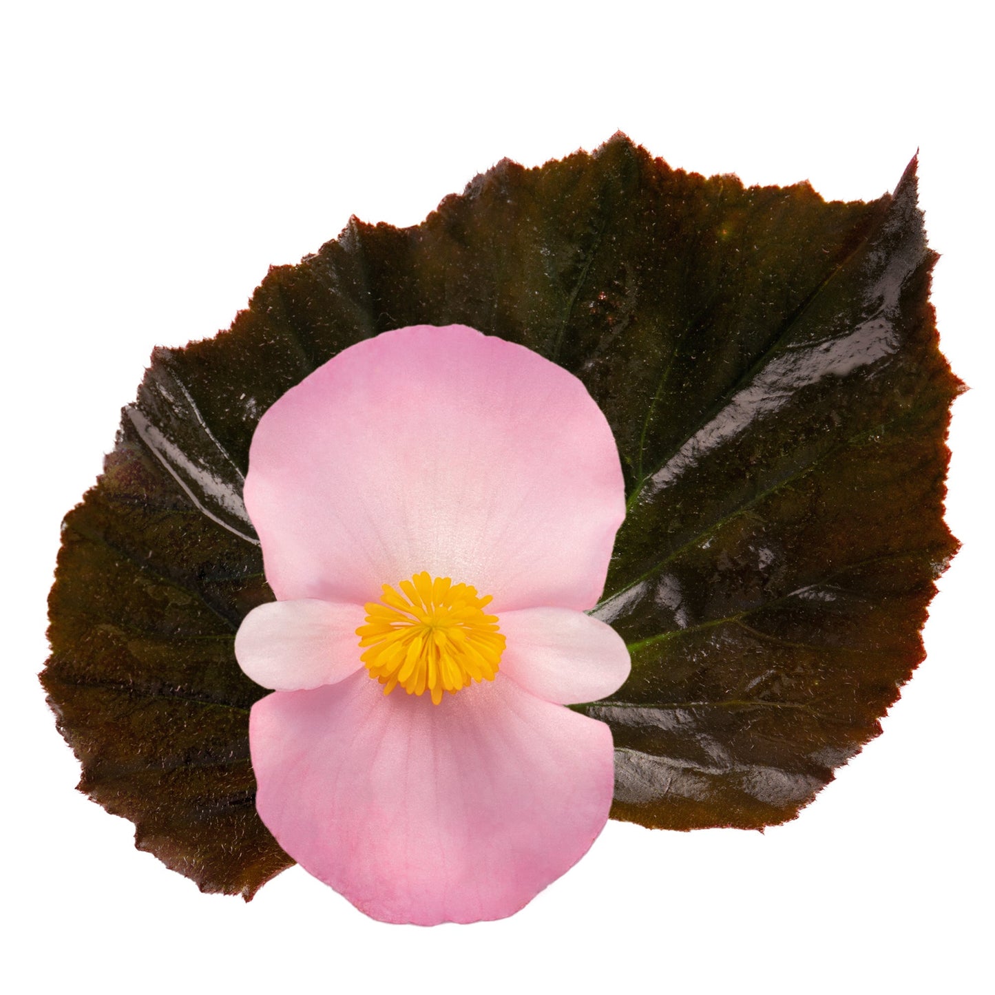 Begonia x benariensis BIG® Soft Pink Bronze Leaf F1 | Hybrid Begonia therapyofflowers.com