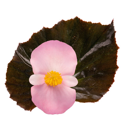Begonia x benariensis BIG® Soft Pink Bronze Leaf F1 | Hybrid Begonia therapyofflowers.com