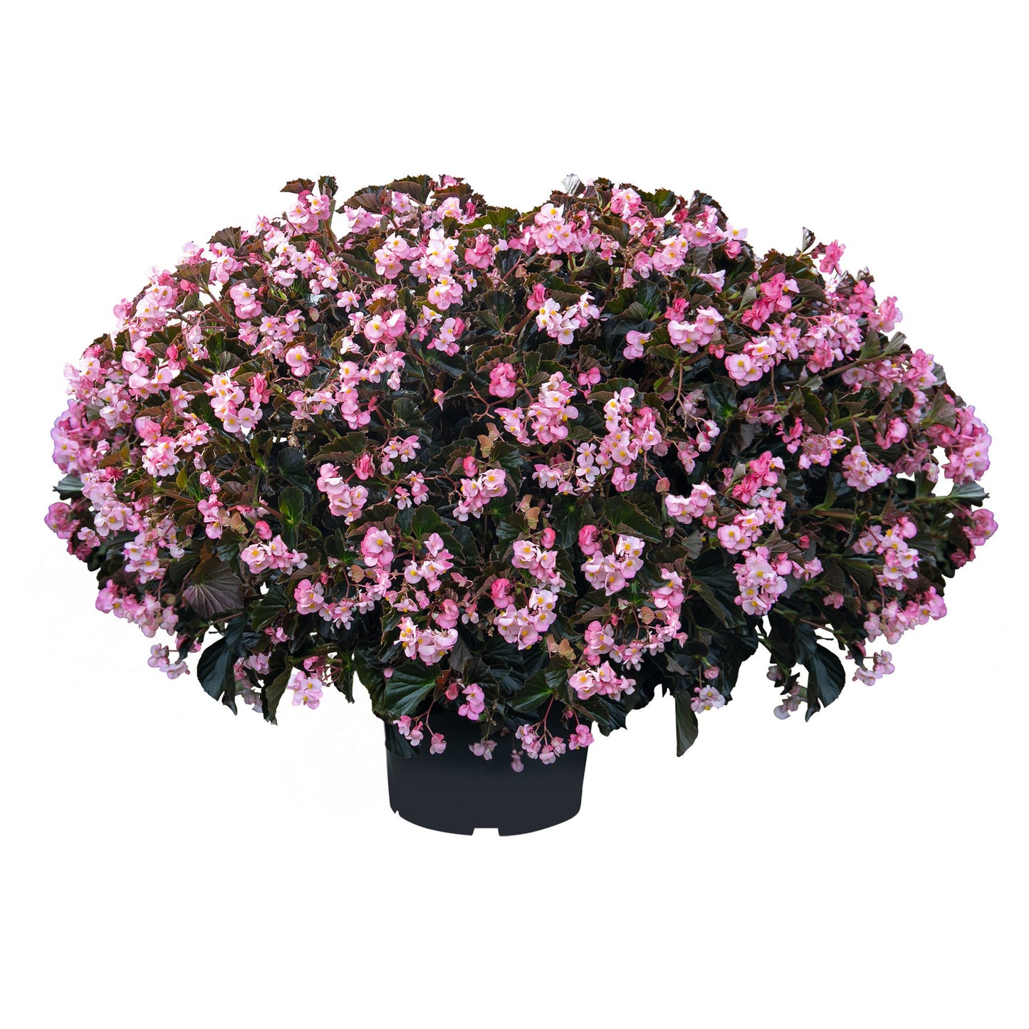 Begonia x benariensis BIG® Soft Pink Bronze Leaf F1 | Hybrid Begonia therapyofflowers.com