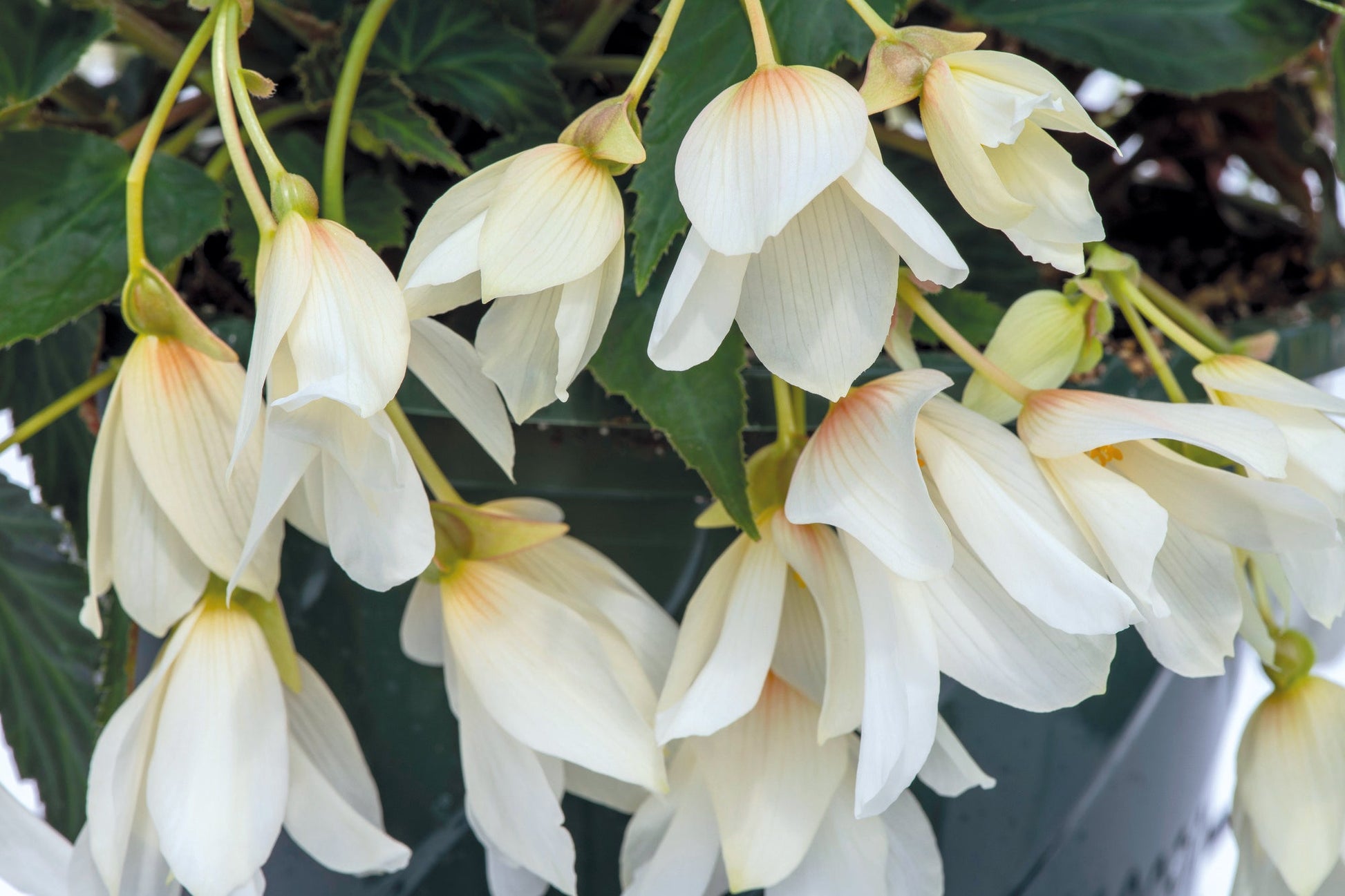 Begonia boliviensis Groovy White F1 | Trailing Begonia therapyofflowers.com