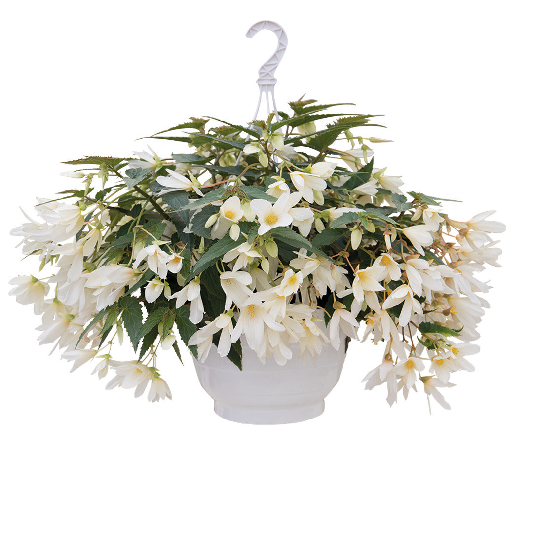 Begonia boliviensis Groovy White F1 | Trailing Begonia therapyofflowers.com
