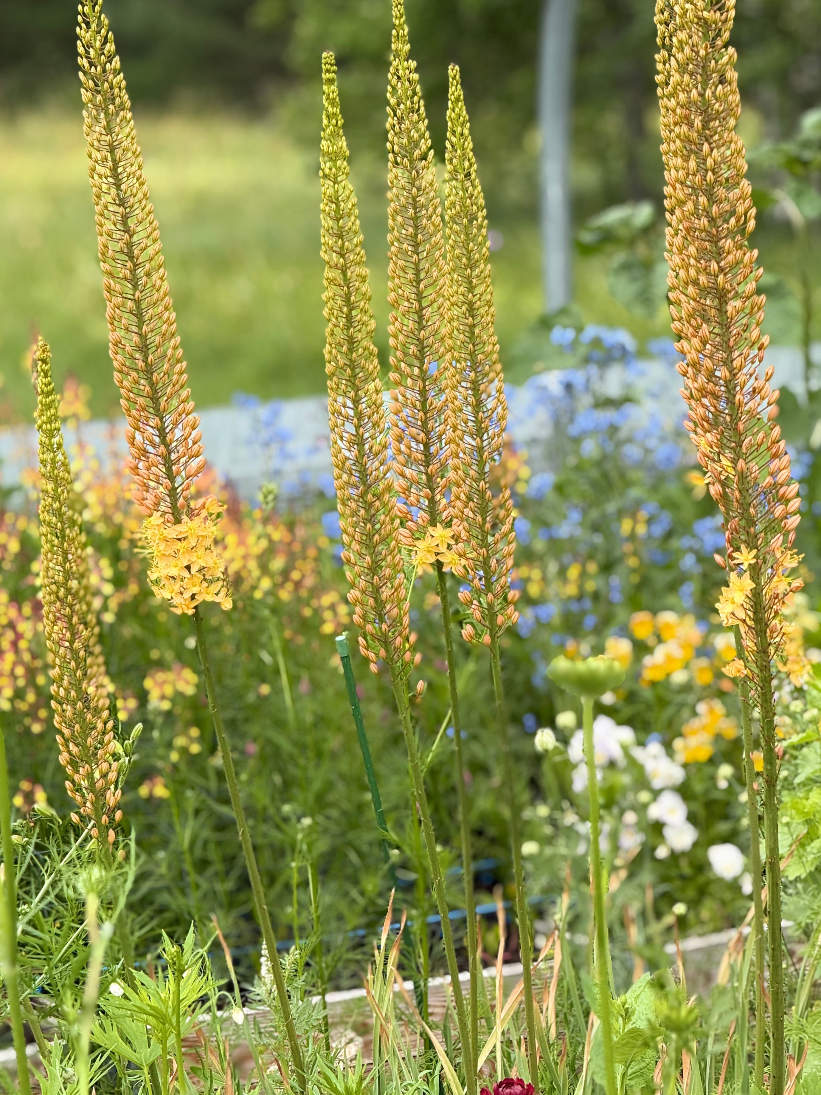Eremurus x isabellinus Cleopatra | Desert candle therapyofflowers.com