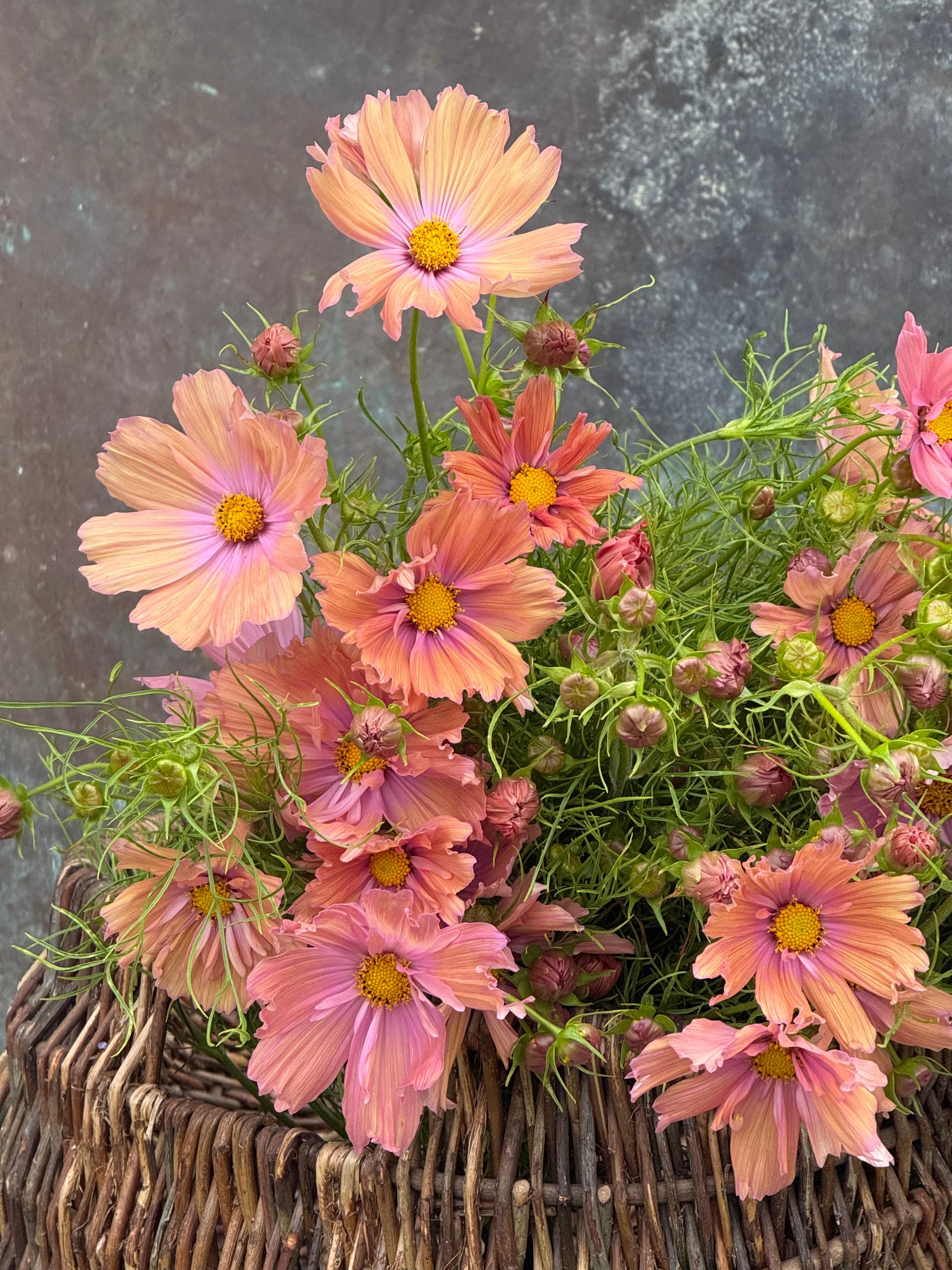 Cosmos bipinnatus Apricotta | Cut Flower Variety therapyofflowers.com