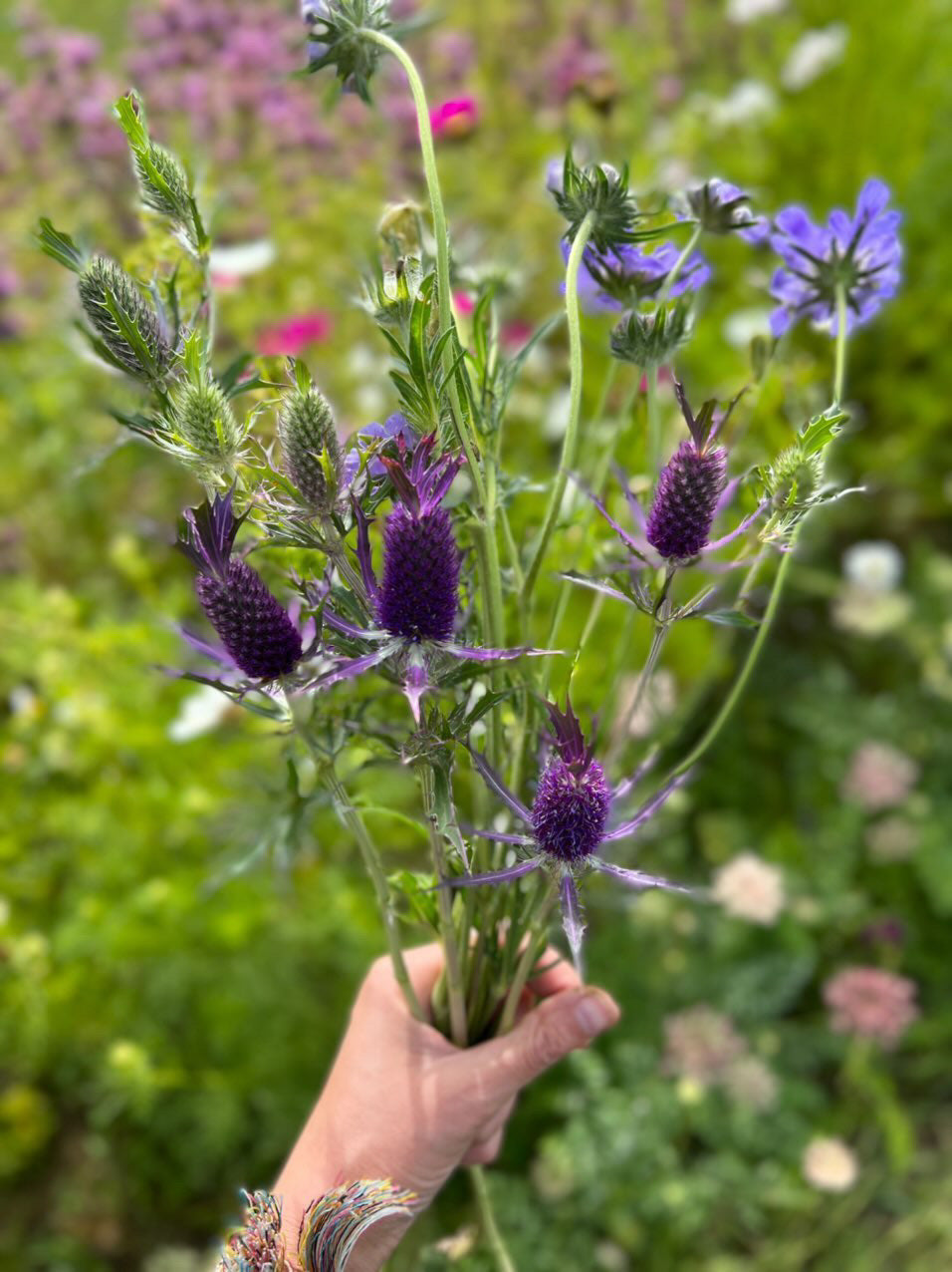 Mannstreu Purple Sheen | Eryngium leavenworthii