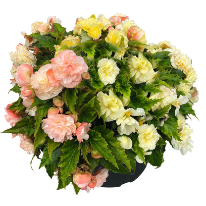 Begonia tuberhybrida Nonstop Joy® Peaches & Dreams F1 | Begonia tuberosa therapyofflowers.com