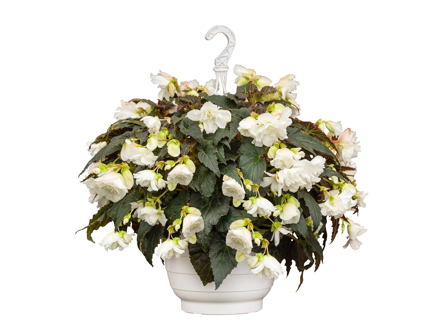 Begonia tuberhybrida Nonstop® Joy Mocca White F1 | Begonia tuberosa therapyofflowers.com