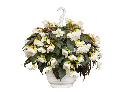 Begonia tuberhybrida Nonstop® Joy Mocca White F1 | Begonia tuberosa therapyofflowers.com