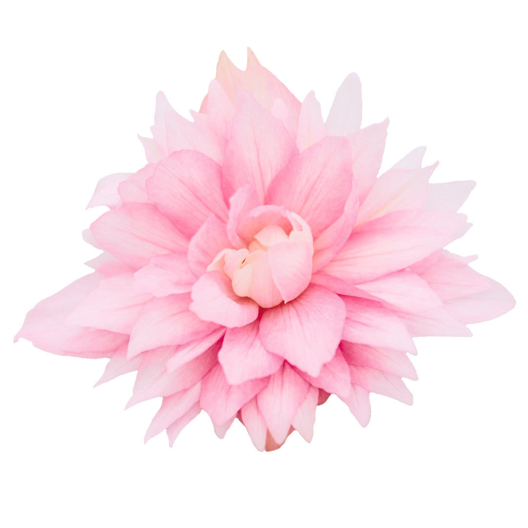 Begonia x hybrida Funky® Light Pink F1 | Hybrid Begonia therapyofflowers.com