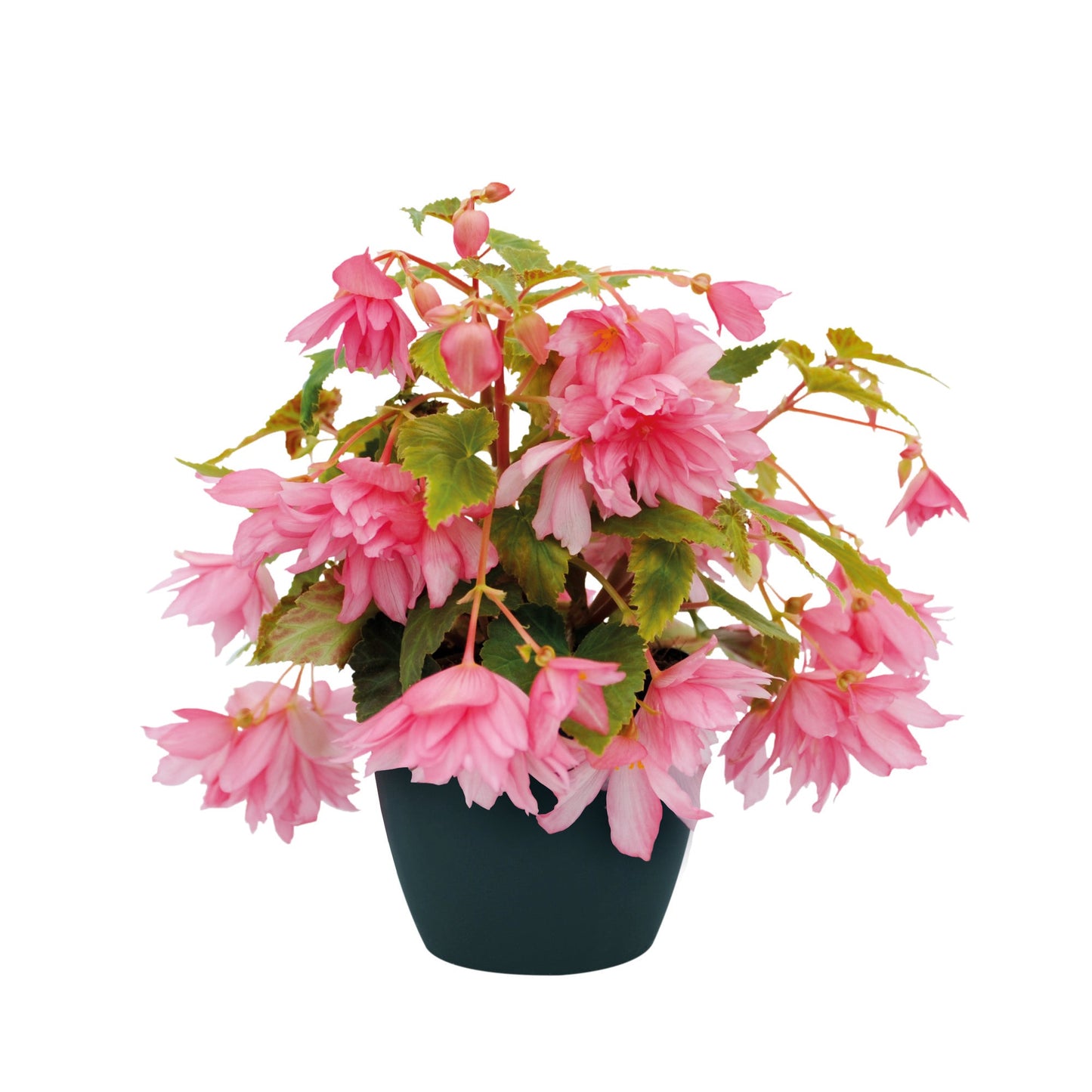 Begonia x hybrida Funky® Light Pink F1 | Hybrid Begonia therapyofflowers.com