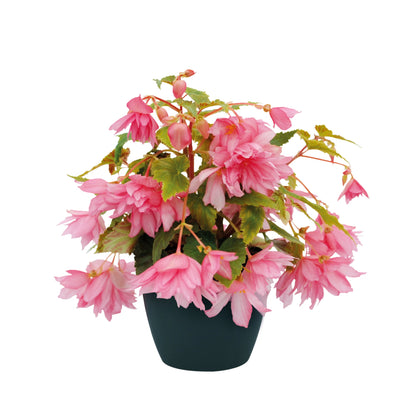 Begonia x hybrida Funky® Light Pink F1 | Hybrid Begonia therapyofflowers.com