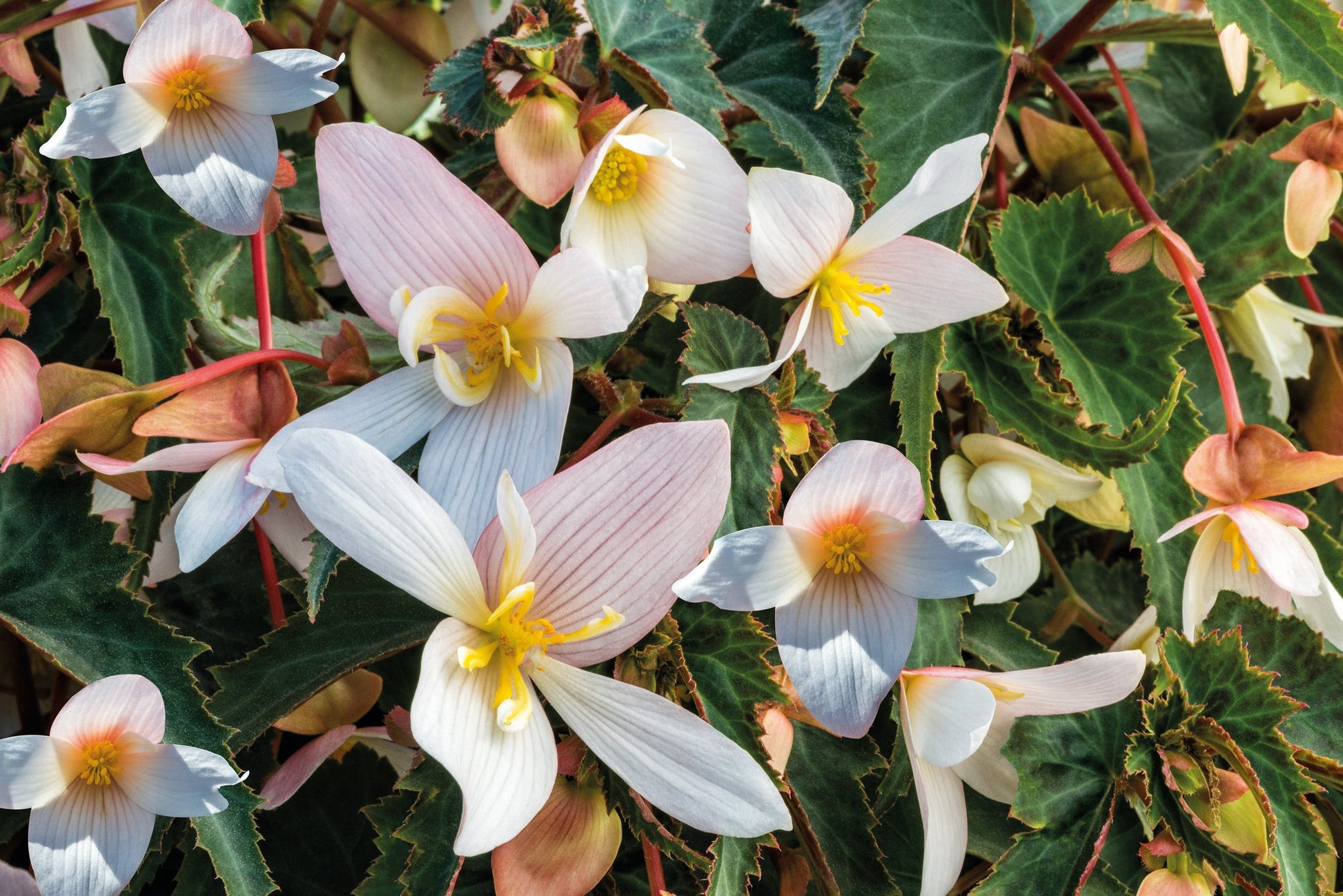 Begonia x hybrida Funky® White F1 | Hybrid Begonia therapyofflowers.com