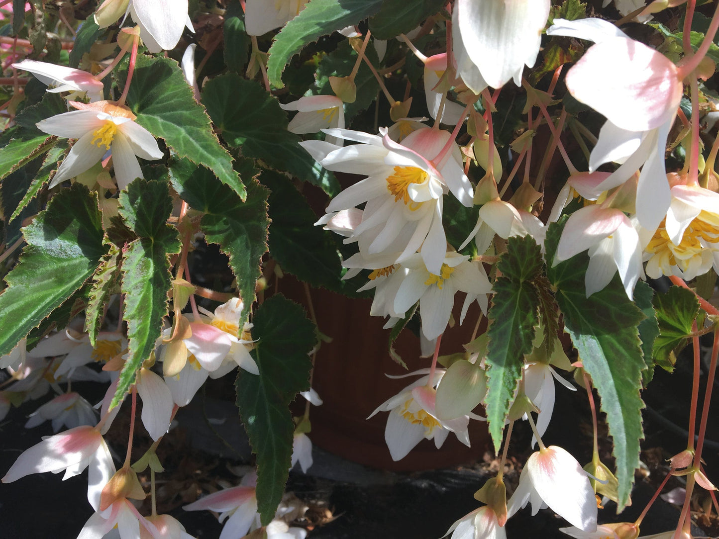 Begonia x hybrida Funky® White F1 | Hybrid Begonia therapyofflowers.com
