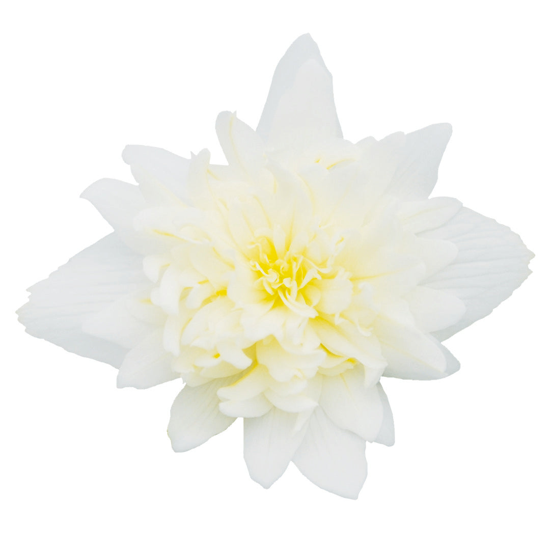 Begonia x hybrida Funky® White F1 | Hybrid Begonia therapyofflowers.com