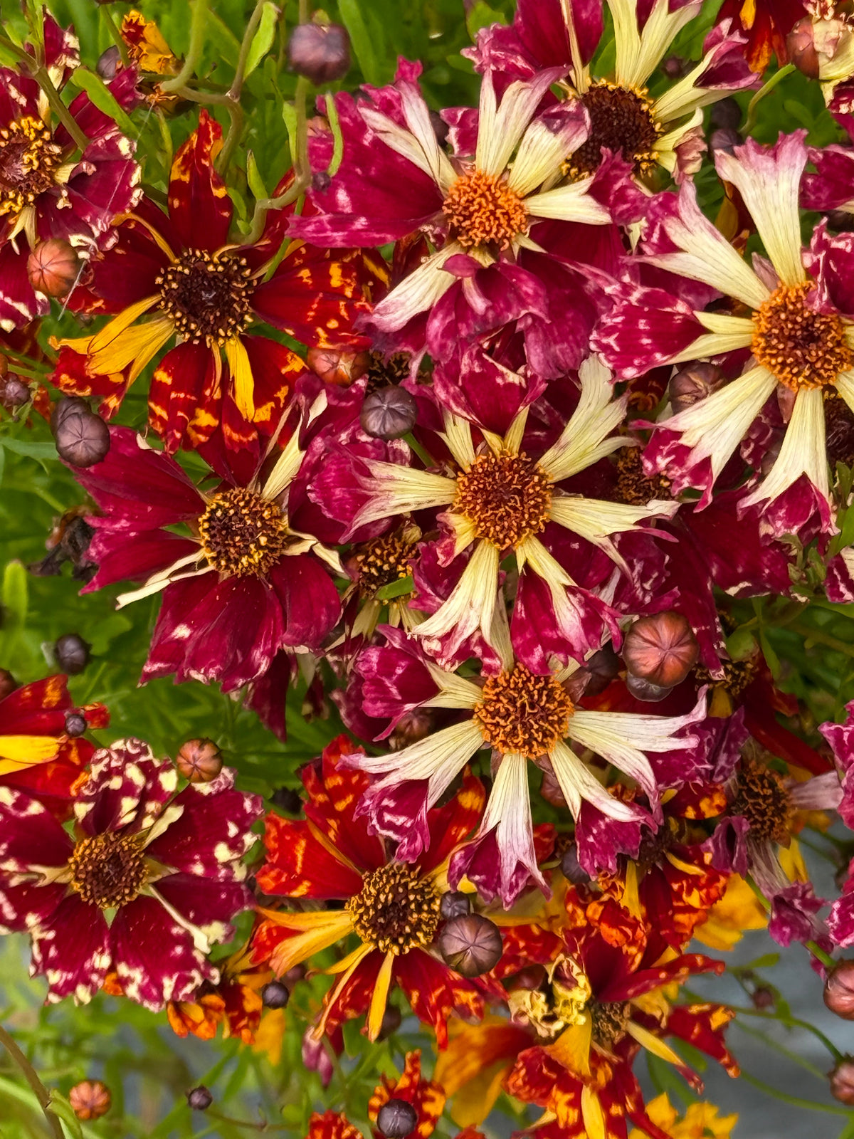 Coreopsis x hybrida Incredible! Sea Shells mix | Tickseed therapyofflowers.com