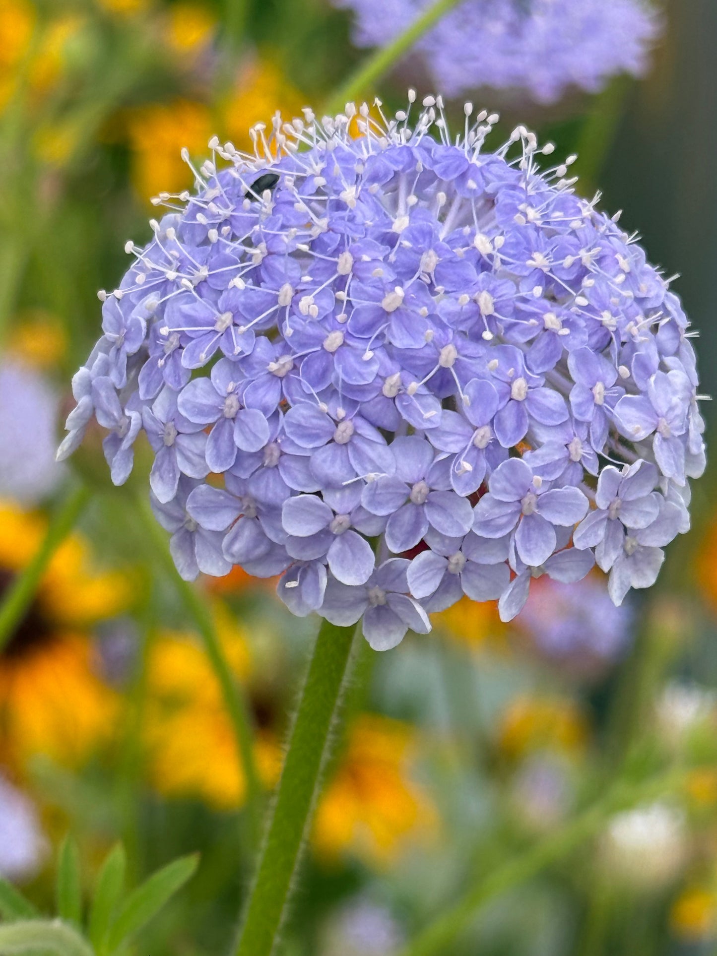Trachymene coerulea Lavender Blue | Lace Flower | Didiscus therapyofflowers.com