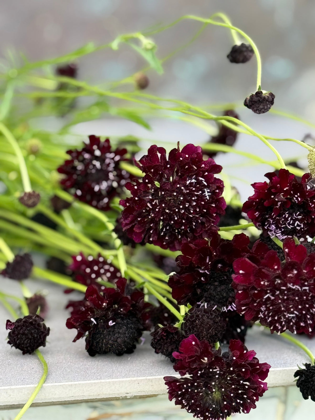 Scabiosa atropurpurea QIS® Black Purple | Sweet Scabious | Pincushion Flower therapyofflowers.com