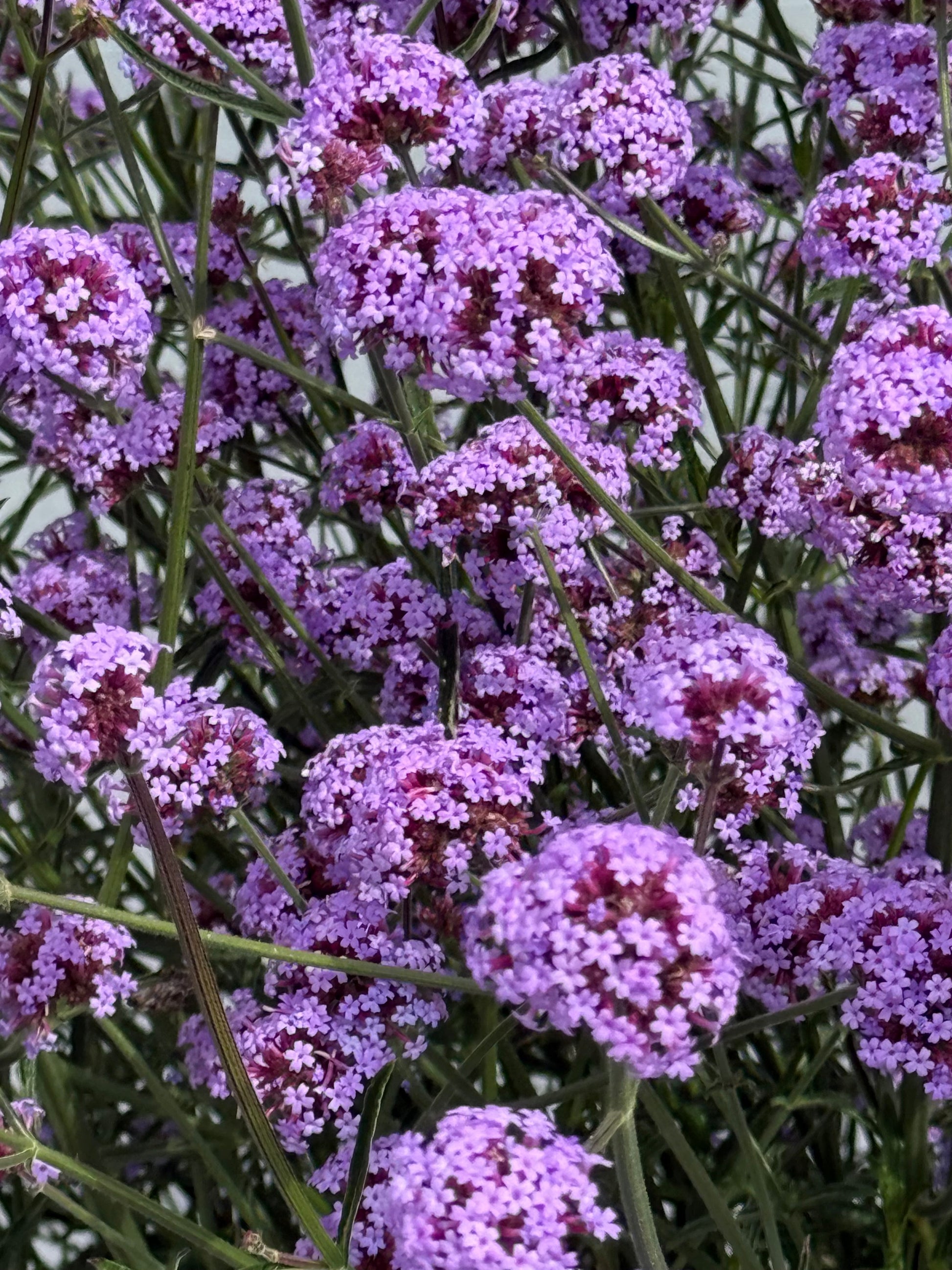 Verbena bonariensis Flair | Purple Vervain | Very Compact therapyofflowers.com