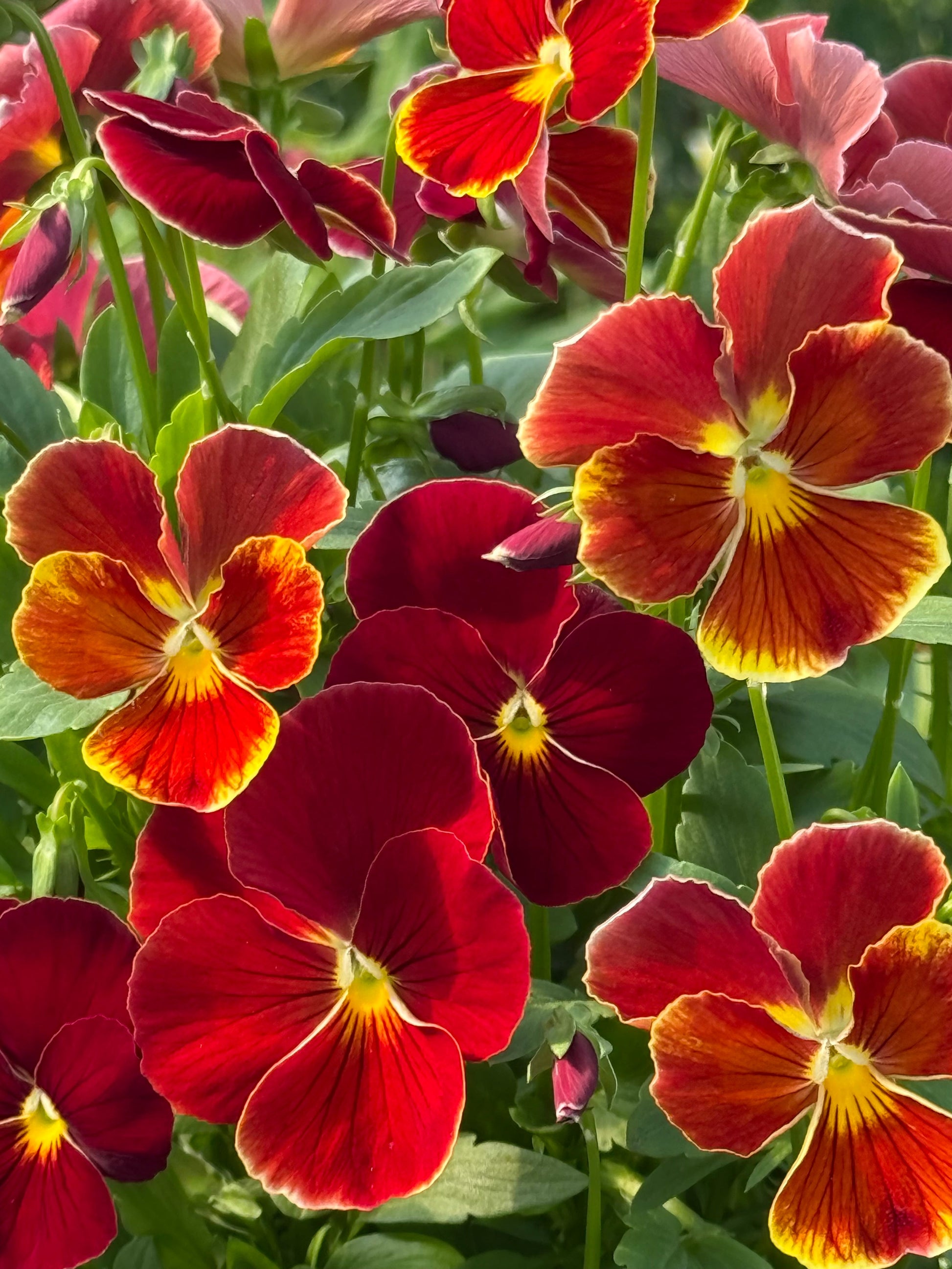 Viola x wittrockiana Inspire® Plus Scarlet F1 | Spring or Autumn Pansy therapyofflowers.com