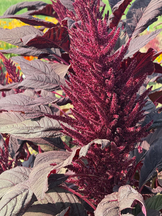 Amaranthus cruentus Velvet Curtains therapyofflowers.com