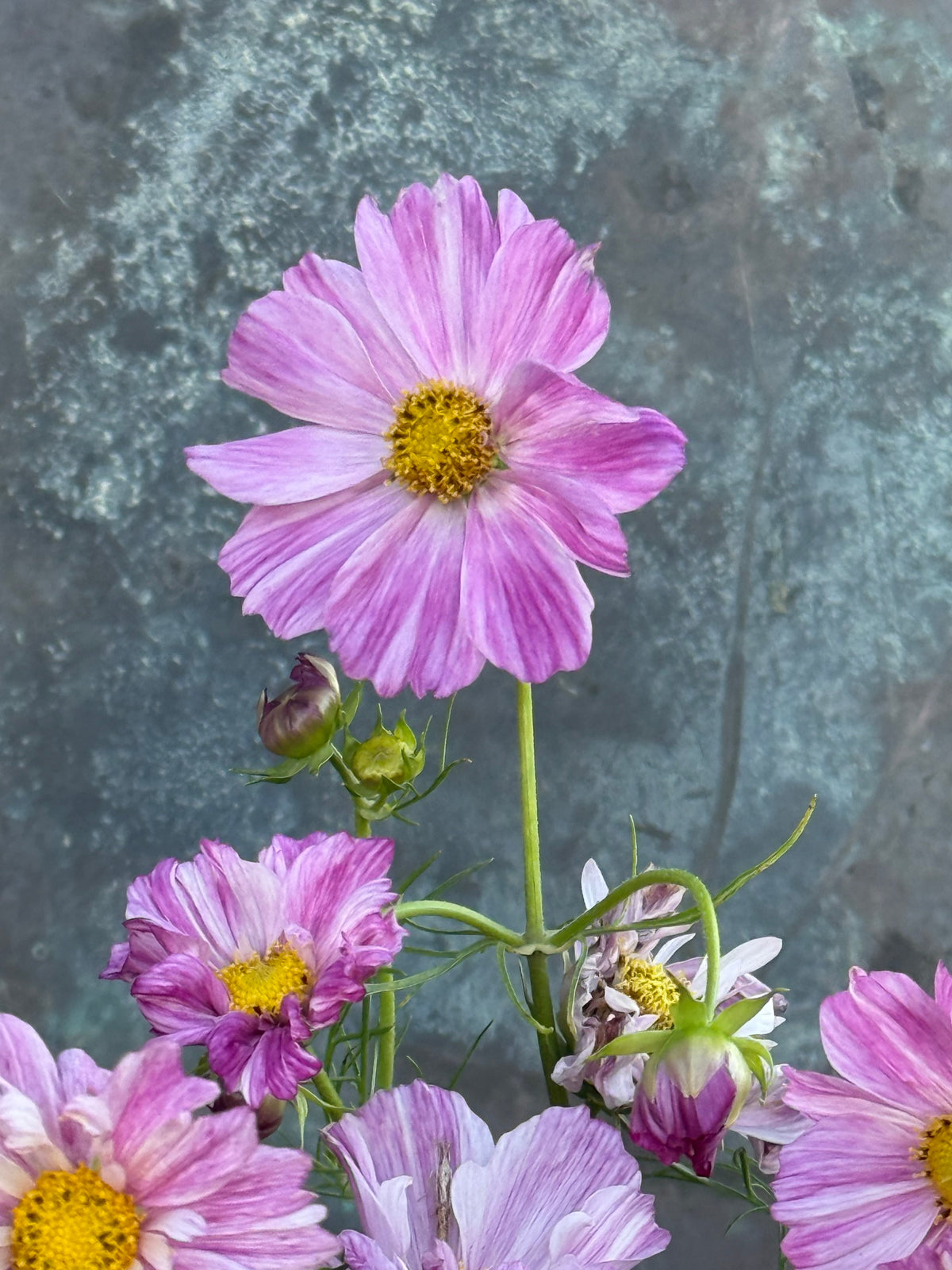 Cosmos bipinnatus Rosetta | For Arranging and Wedding work therapyofflowers.com